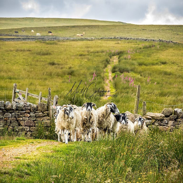 Yorkshire Dales 10